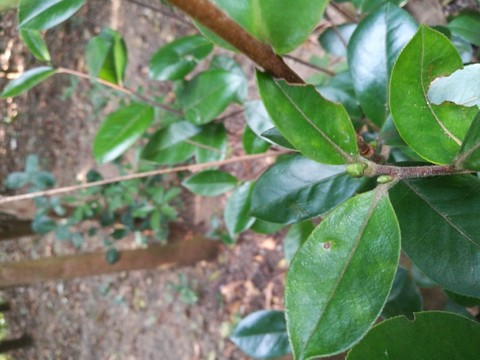 茶樹