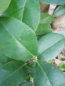 茶樹
