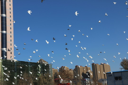 城市風(fēng)光