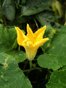 菜花