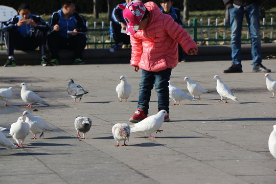 孩子與鴿子