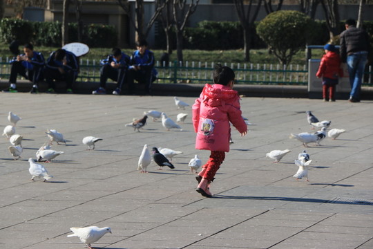 孩子與鴿子