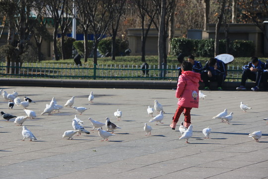 孩子與鴿子