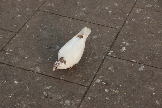 覓食的鴿子