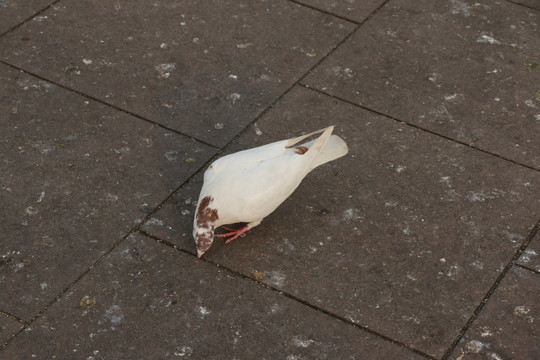 覓食的鴿子