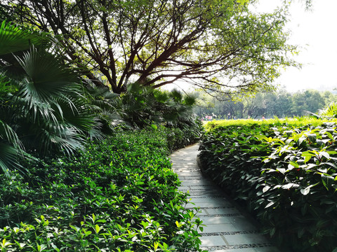深圳洪湖公園美景