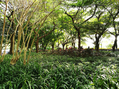 深圳羅湖洪湖公園風(fēng)景