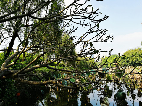 深圳洪湖公園風(fēng)景