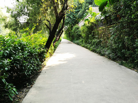 林蔭道路