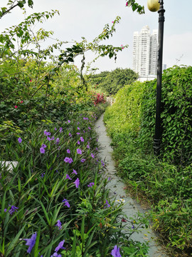 公園小路