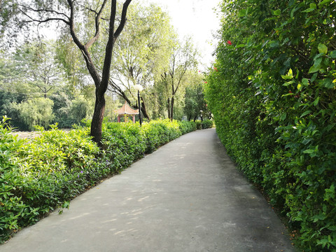 公園小道