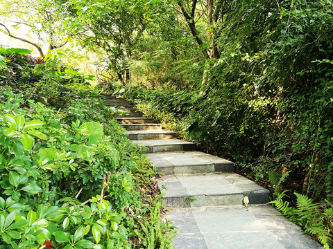 洪湖公園林蔭小路