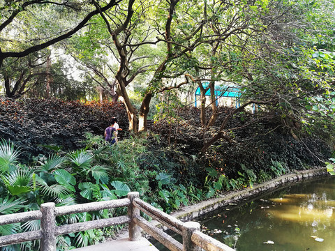 羅湖洪湖公園
