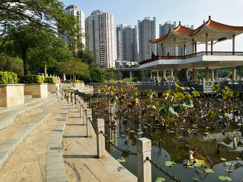 深圳羅湖洪湖公園荷塘