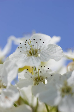 專注于花藥