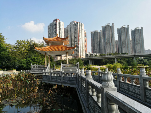 深圳羅湖洪湖公園荷塘