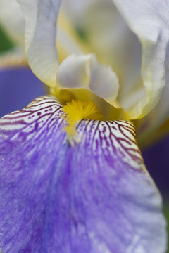 Bearded Iris宏