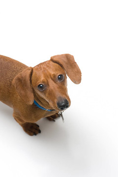 迷你臘腸犬看著相機(jī)上的白色