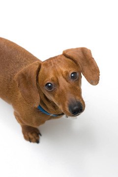 迷你臘腸犬看著相機上的白色