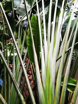 公園綠化植被