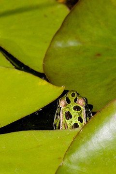 青蛙躲在子午莲
