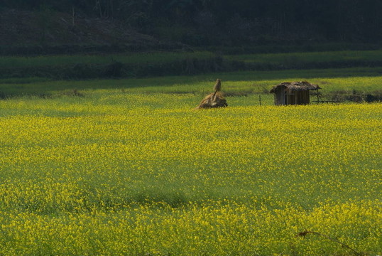 農(nóng)舍和黃色的花卉農(nóng)場