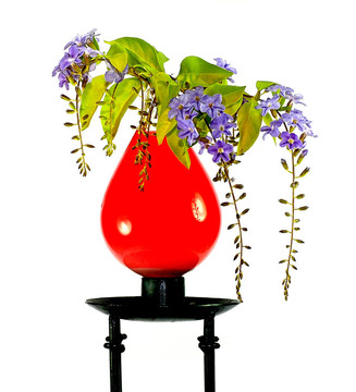 紅水的花瓶