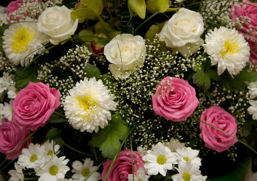 Chrysanthemums；紫苑花和玫瑰