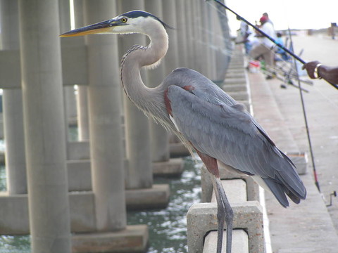 去釣魚