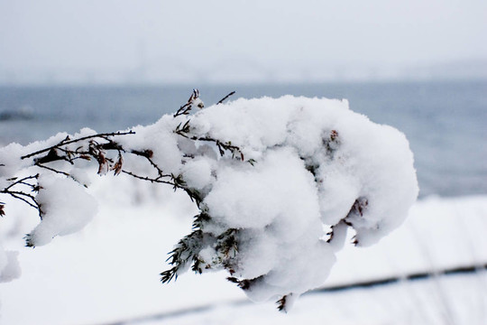 支雪