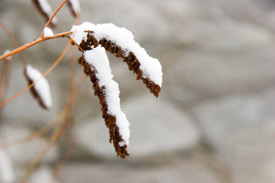 支雪