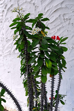 仙人掌花