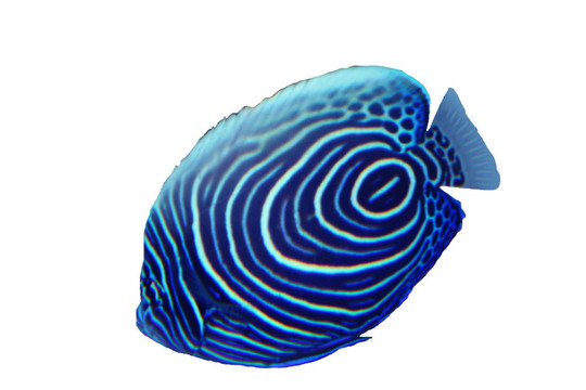 魚