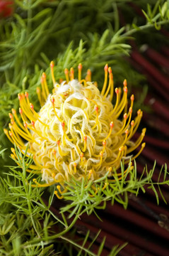 黃花山龍眼針墊