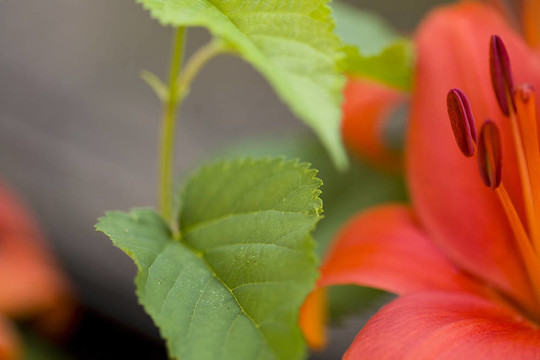 橙花