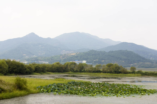 駿馬