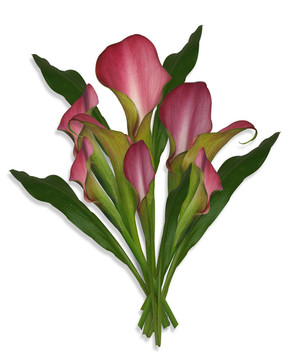 馬蹄蓮百合花束