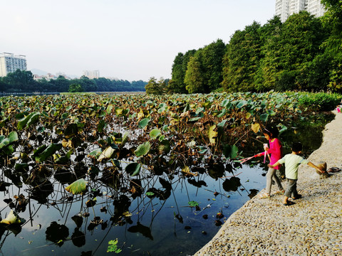 深圳洪湖公園荷塘