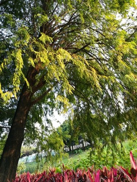 深圳洪湖公園杉樹(shù)