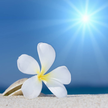 海灘上的貝殼和花