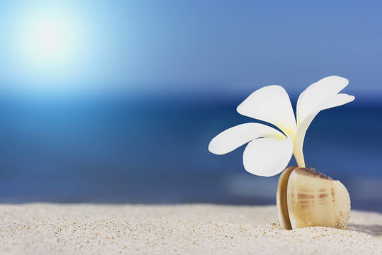海灘上的貝殼和花