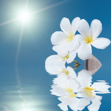 海中的貝殼和花