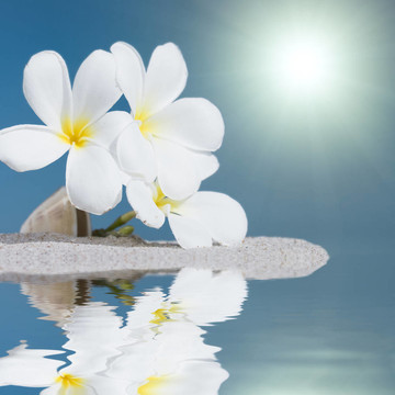 樹上的花