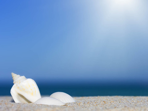 海灘上的貝殼