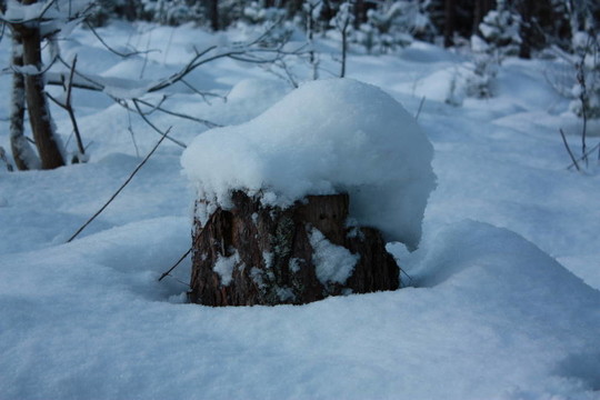 在雪中的老殘株
