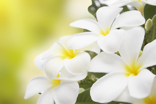 白雞蛋花