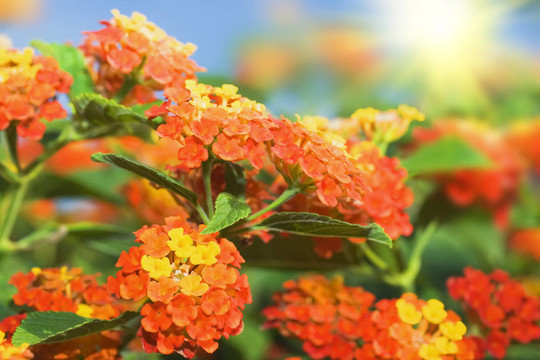 花的背景。蘭塔納的花