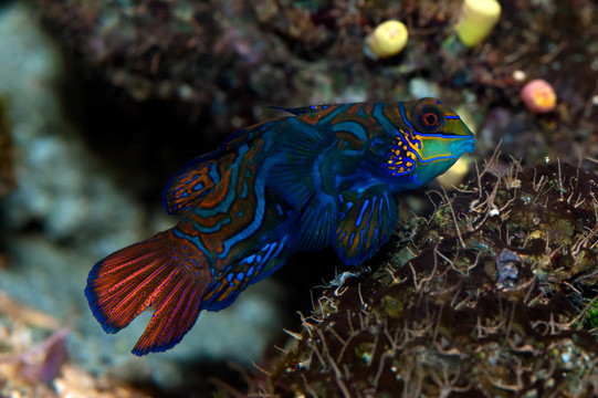 熱帶魚