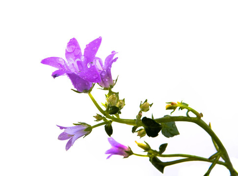 紫羅蘭花