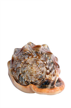 貝殼